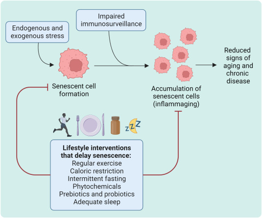 Lifestyle interventions to delay senescence cells 
They produce inflammaging (and will shorten health span):
-Regular Exercise
-Caloric Restriction
-Intermittent Fasting
-Phytochemicals
-Prebiotics & Probiotics
-Adequate Sleep
sciencedirect.com/science/articl… @DrKristieLeong