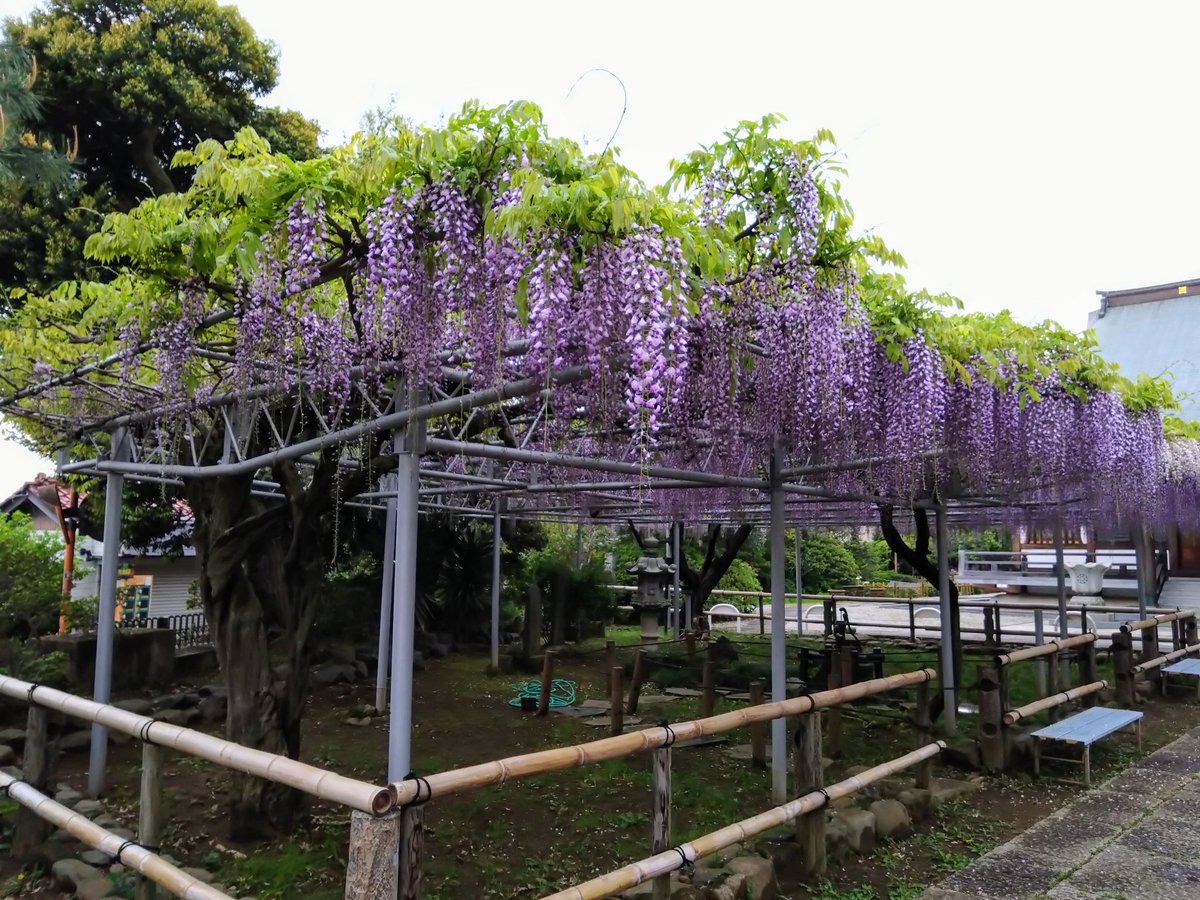 市川市宮久保にある高圓寺は、千葉県内でも有数の藤の名所です。 こちらは昨日(4/22)の午後の様子。 満開まであと少しとなり、見頃を迎えました。 下から眺めても、いい感じです。