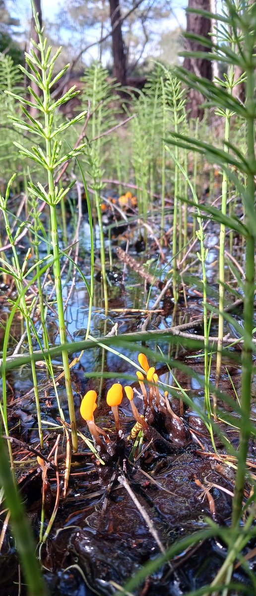 Pleased to meet delegates from across the globe @ 43rd Annual Conference of International Association for Impact Assessment @IAIAnetwork in @abbeyleixbog today. Sharing my experience of @NPWSNatureCons and local communities working together to restore our unique Bogs #EarthDay