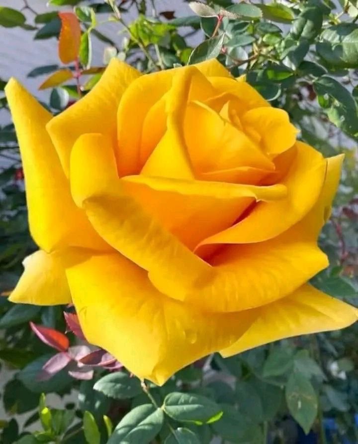 الإخلاص أن ترى الورد جميلاً حتى بعد أن يذبل .. وأن لا تنسى يوماً أنكَ انحنيتَ لتتنفس من عطره ..🌸❤️