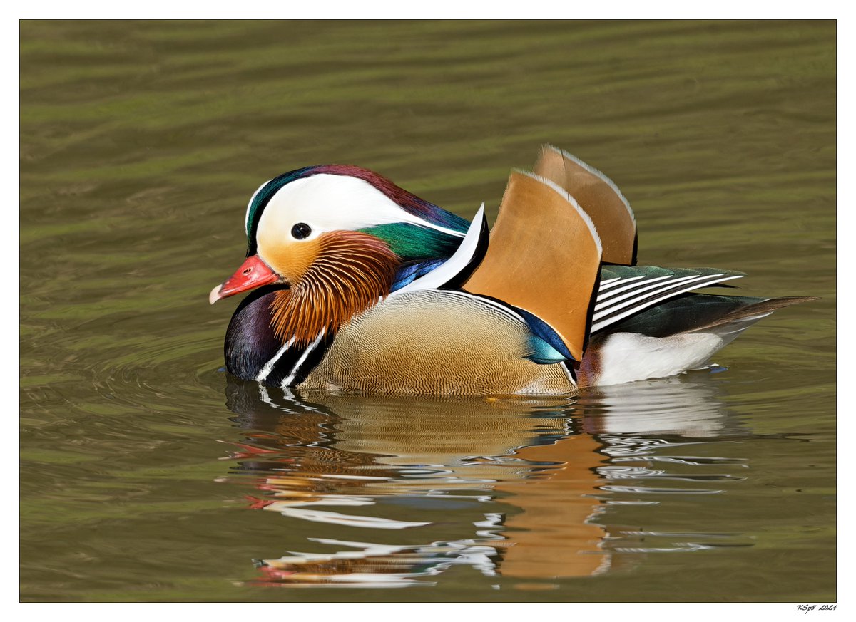 More bling than you can throw a stick at. 
Or, “stately as a galleon.”
2024.04.16: Mandarin duck <a href="/GoldenAcrePark/">GoldenAcrePark</a>, Leeds, Yorks.
#fsprintmonday <a href="/Natures_Voice/">RSPB</a>
<a href="/NatureUK/">NatureUK</a> #BirdsSeenIn2024
<a href="/ThePhotoHour/">#ThePhotoHour</a> #WildlifePhotography
#ethicsbeforeimages
<a href="/UKNikon/">Nikon UK & Ireland</a> 500+#Sigma600+crop