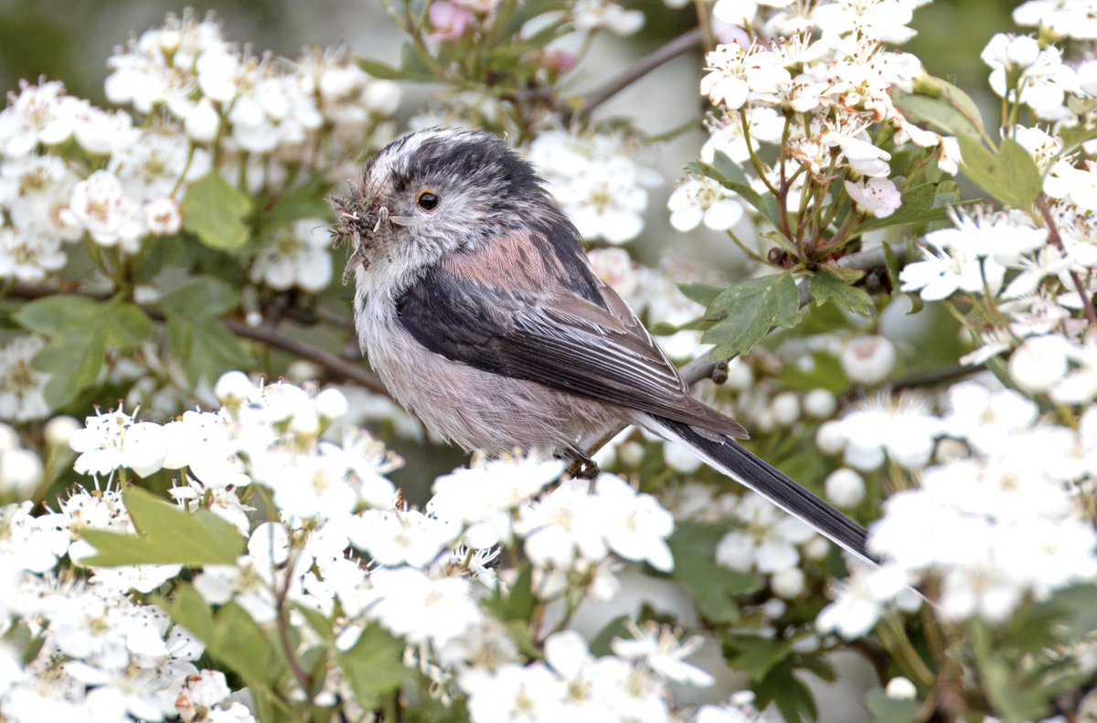 Long Tailed Tit with a beak full of bugs. Crossness Erith today.
