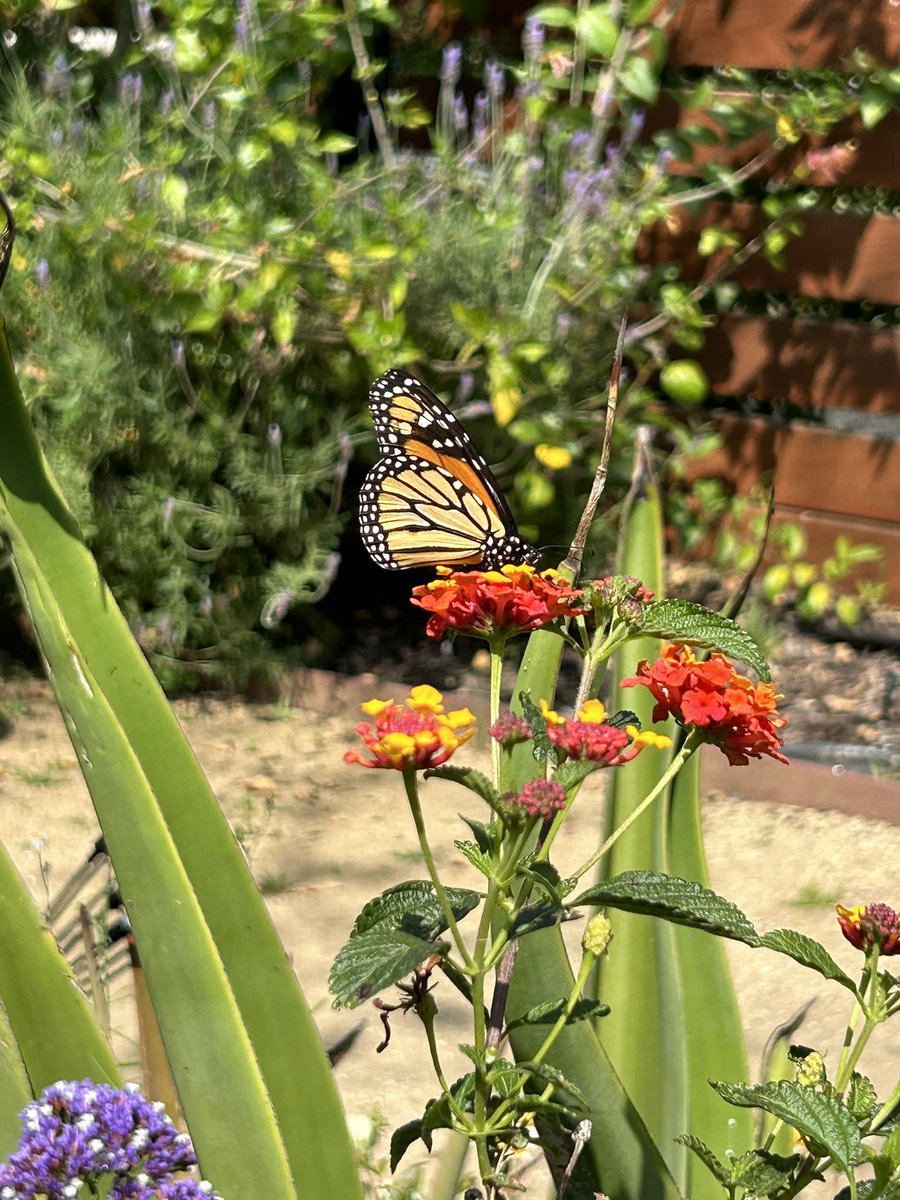 Just had the most beautiful visitor, on Earth Day!! 🌎🦋