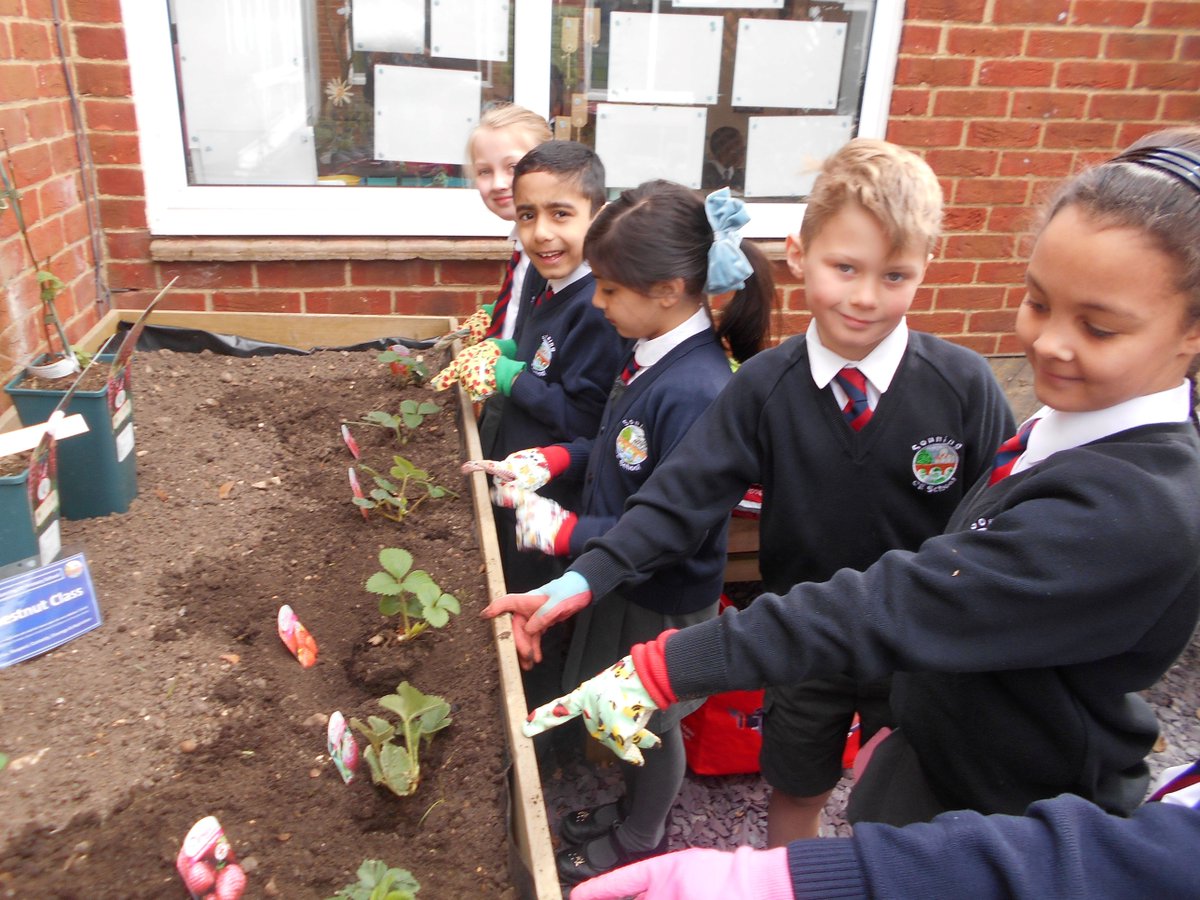 sonningprimary's tweet image. Children from every class took part in planting a range of fruit and vegetables, in our courtyard area. We look forward to caring for them this term and watching them grow. #SpiritualityDay #EcoTeam #SchoolValues