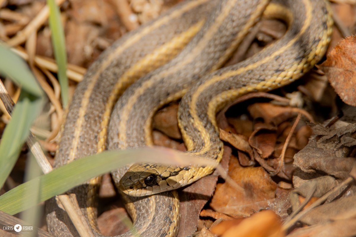 Today I spotted my first Wandering Garter Snake of the season, sunning itself in spite of mild 10C temps. I admired its enthusiasm and understand it - after spending 6 mos underground in the dark - get out and feel the sun on your scales.