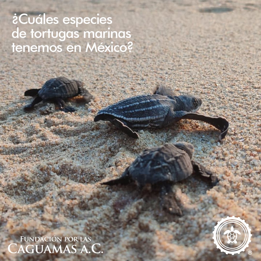 🇲🇽 ¡Somos un país muy afortunado! Contamos con 6 de las 7 especies de tortugas marinas. 🐢🥚

💚 Laúd                          💚 Verde
💚 Caguama                💚 Golfina
💚 Carey                        💚 Lora

fundacionporlascaguamas.org

#SeaTurtles #TurtleLover #TurtleLife