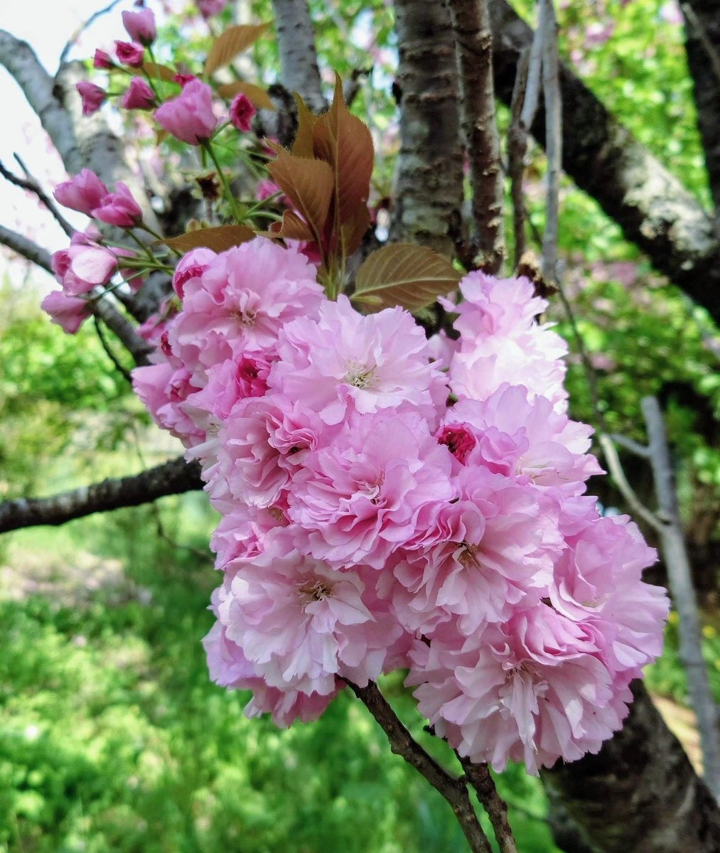 おはようございます。
🌸八重桜(関山)