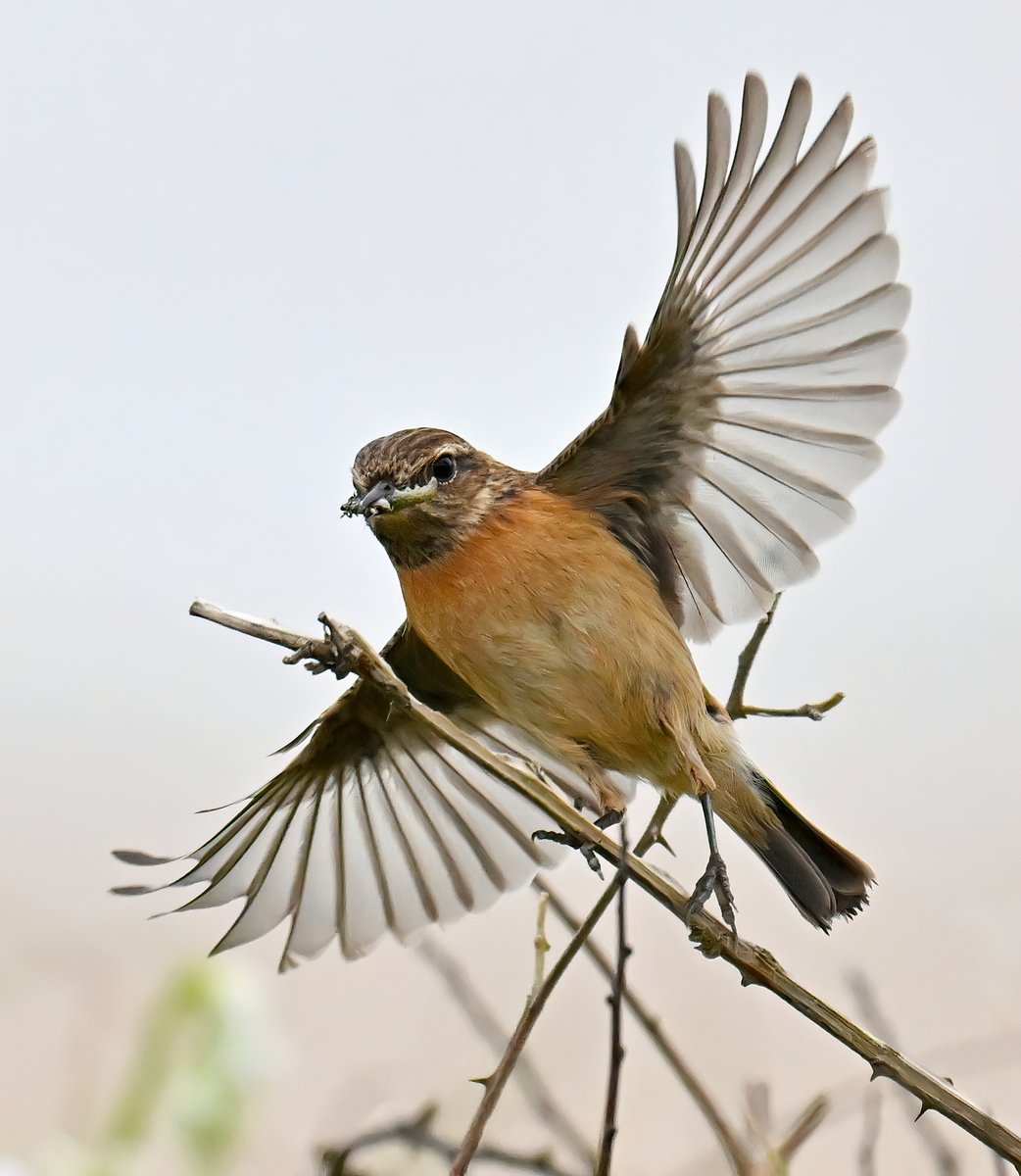 Female Stonechat arriving with lunch! 😀 Taken recently at Praa Sands in Cornwall. Good morning everyone. 👋😊🐦