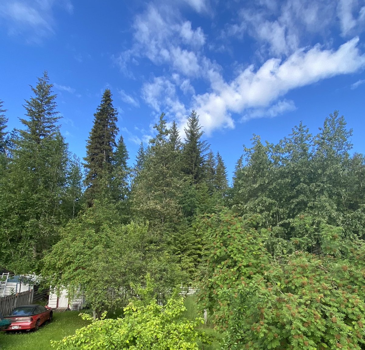 Anyone else ever have a fav tree? This big tall Spruce (second tall one from the left) is it for me. It grew right behind my childhood home &amp; I could see it from everywhere on my street, and seeing it always let me know that I was home. 
#earthday #naturelover #hellobc