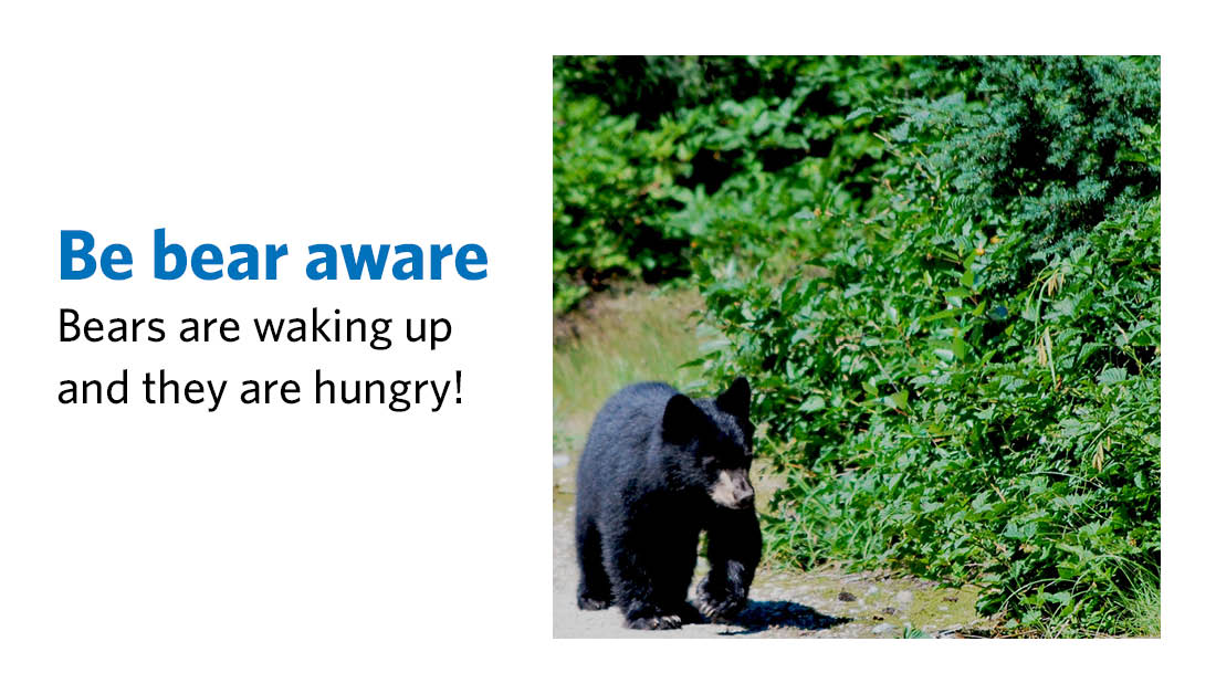 Bears are waking up and they are hungry! Keep bears wild by keeping your items and garbage in the house, garage, shed or a bear-resistant container, wrap your food scraps in newspaper and freeze smelly food. Learn more: westvancouver.ca/bears
