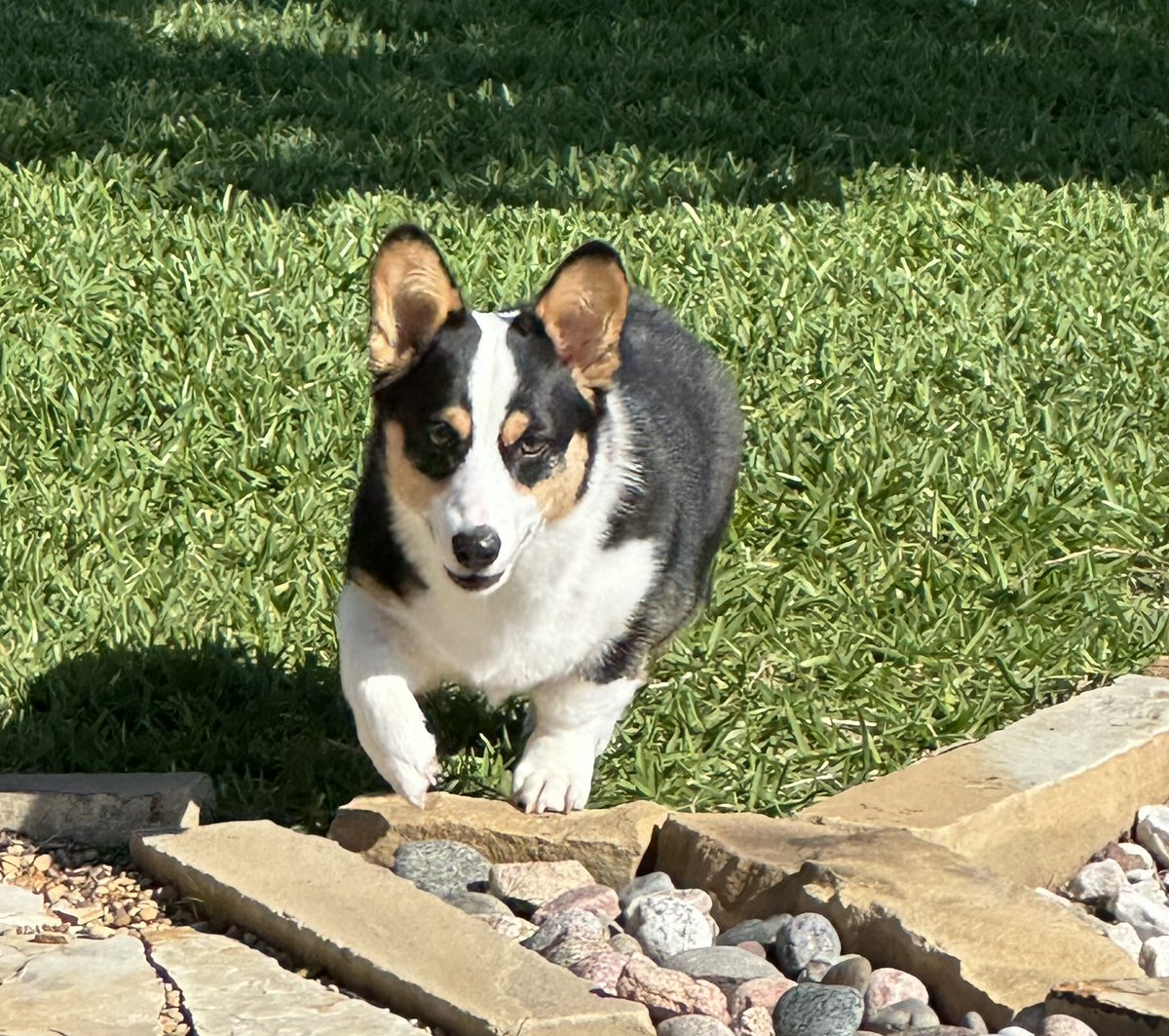 Timeline cleanse my Molly at 10 months old 💖💖💖