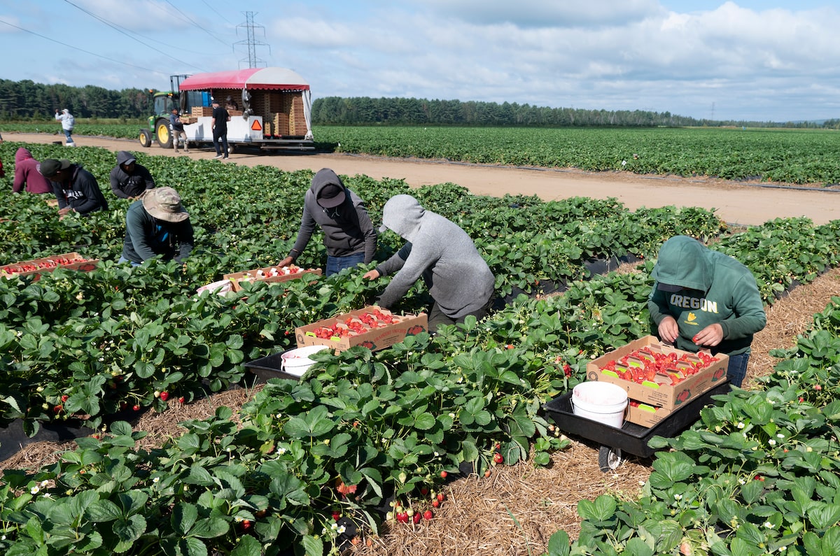 Aging population will widen labour gap in Canadian agriculture industry, report says
//tgam.ca/49AJ2iN 

#agriculture #labourmarket #canadianlabourshortage #canadianagriculture #careers #careerchoices