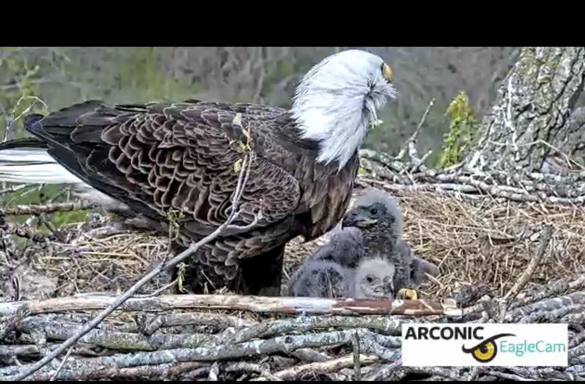 Stanno crescendo i due aquilotti ! Decorah, Iowa 🇺🇸 Mamma aquila sempre attenta...💓