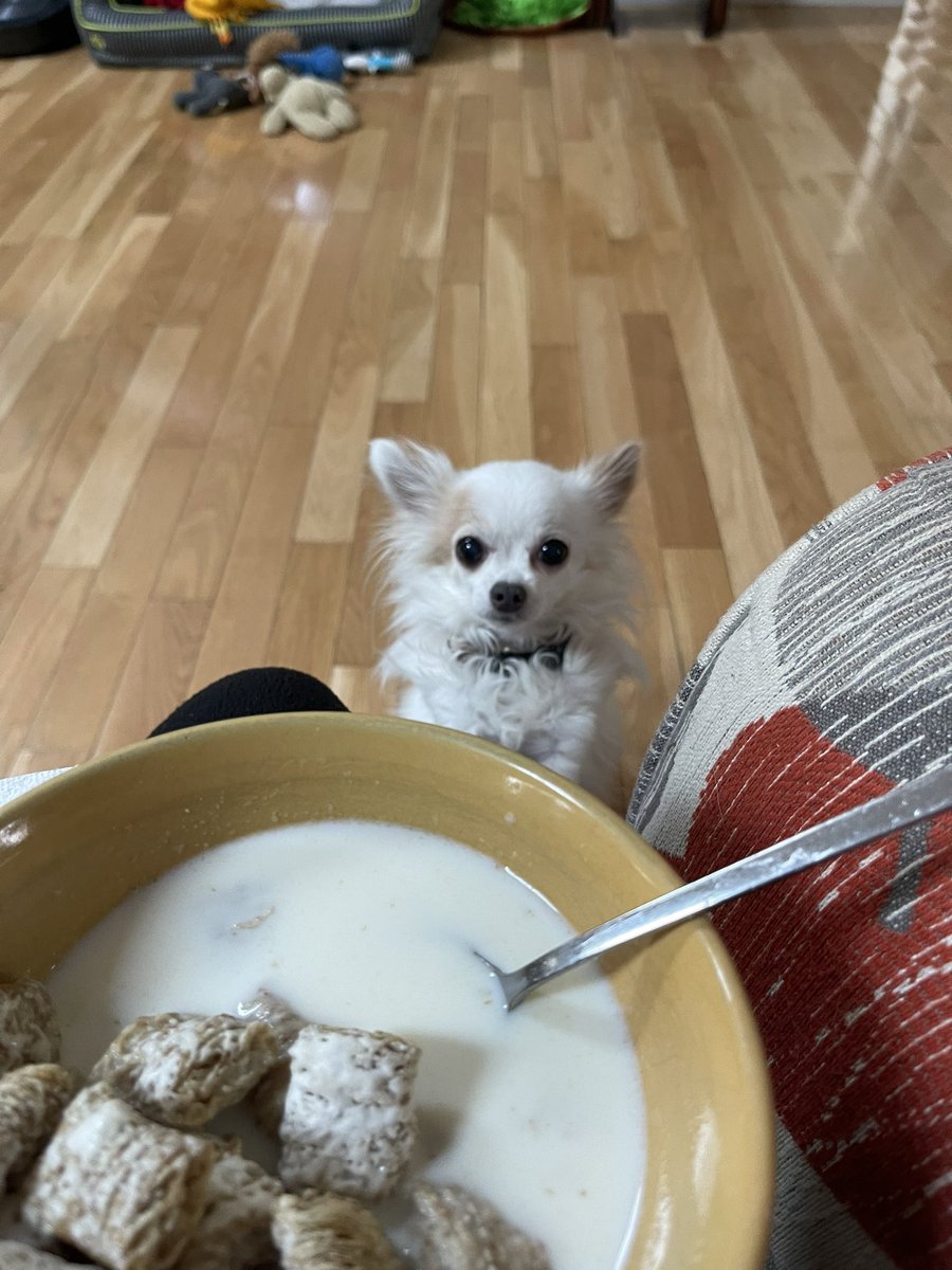 You know Mommy… I’m a mini dog, so I would probably like a bite of  Frosted Mini Wheats too!! 

#PrincessAvaBisou #puppymillsurvivor #PrisonertoPrincess #endpuppymills #dogsofinstagram #dogsarenotlivestock #apetstorepuppyISapuppymillpuppy