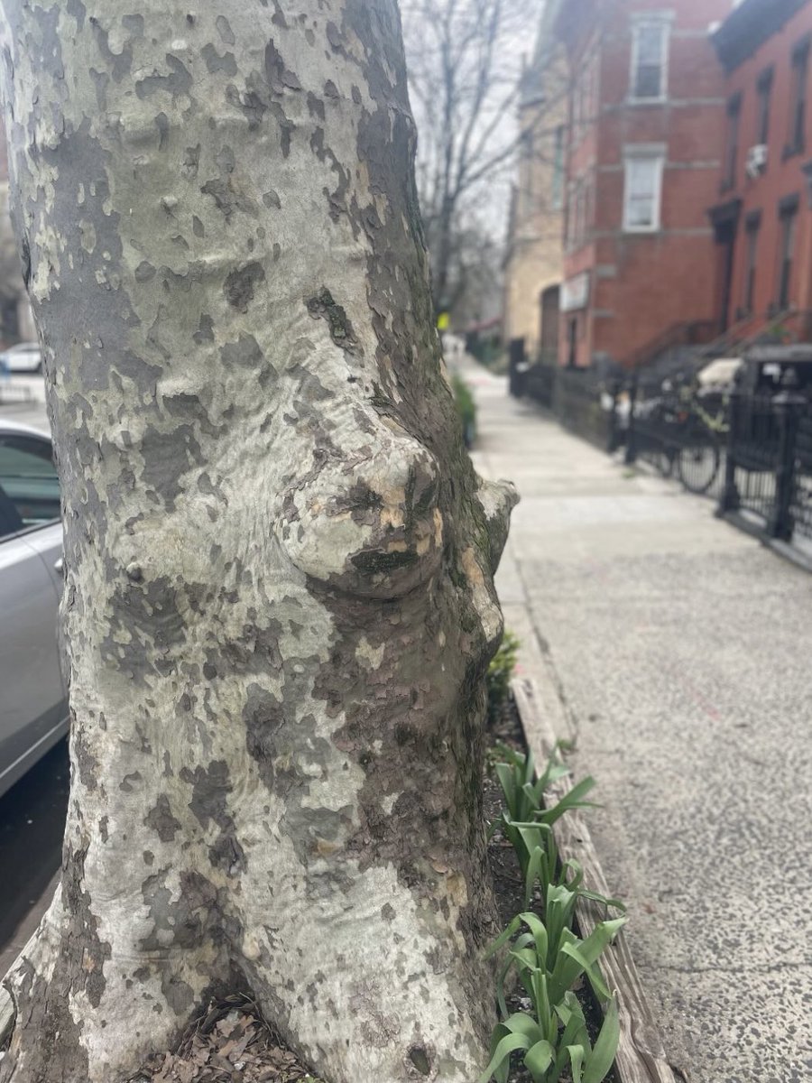 whatisny's tweet photo. Baby Face Tree #whatisnewyork https://t.co/PQAidvjdSr