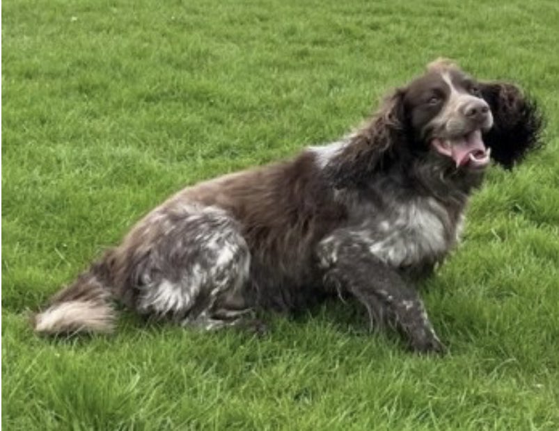 ROLO missing #WoodbankPark #Offerton #STOCKPORT #SK1 21/4/24 Male/adult #Sprocker brown&white Tagged & chipped LOST AT THE BOTTOM OF THE HILL IN THE RIVER #Goyt ON THE STONE BEACH doglost.co.uk/dog-blog.php?d… @offertonparkfc @OgfcFC @st_philofferton @BollinRiverland @JacquiSaid