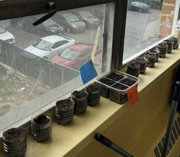 fcsnyc_org's tweet photo. 5th grade has been developing analytics by tracking the growth of different plants. Which seed will best grow? https://t.co/O4vT2O0AFd