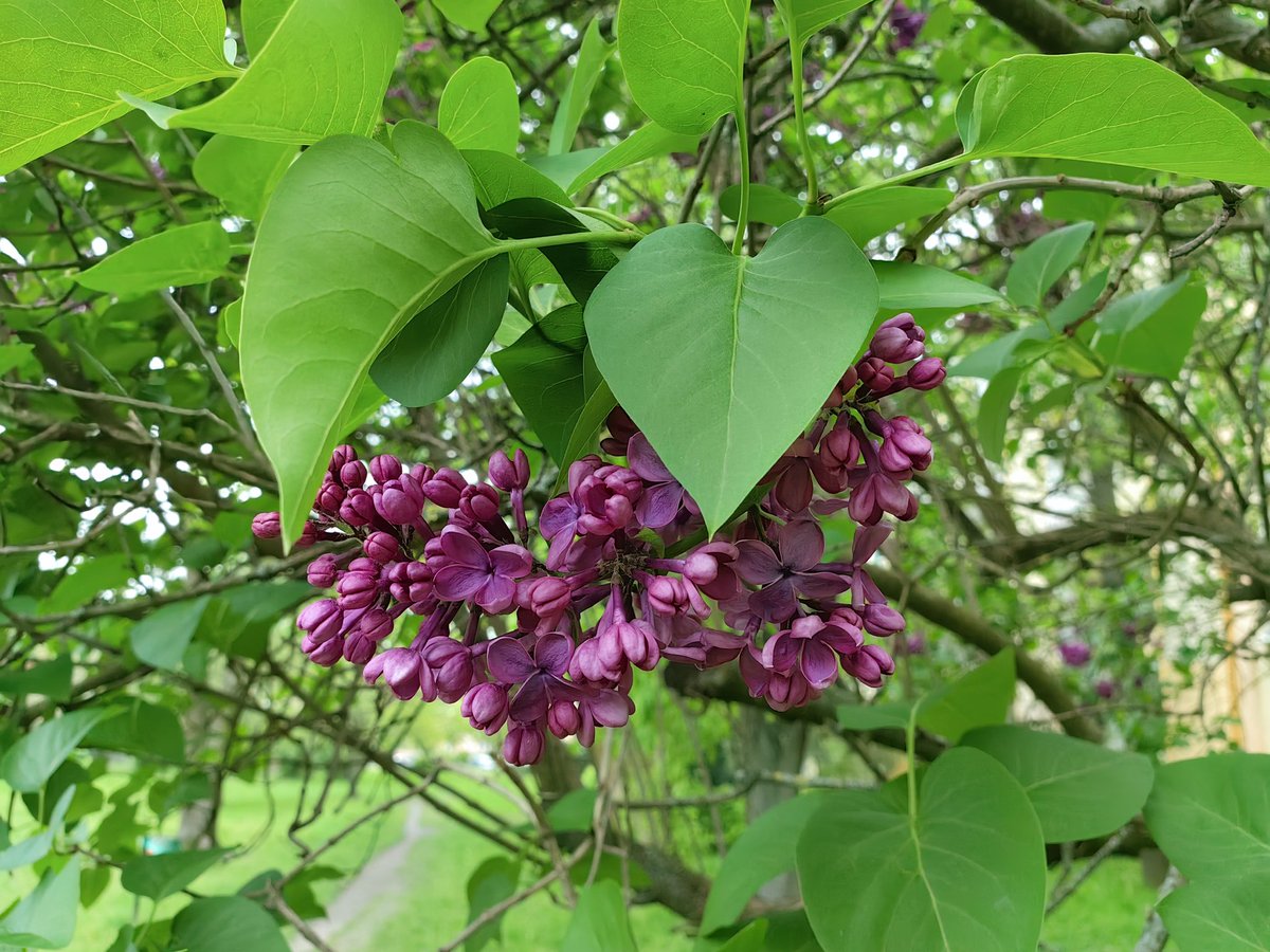 pawelekg's tweet photo. Purple, violet and light violet lilac flowers and some are already faded despite the cold and cloudy, and lately often rainy weather. My photos on a walk around in neighbourhood today. Syringa vulgaris plants. Łódź. #photography #nature #NaturePhotography #trees 📷🌿🌸😊🧡💜💚 https://t.co/PspduhOr7y