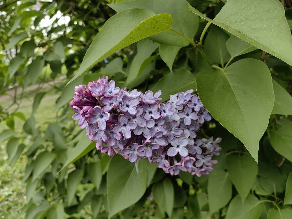 pawelekg's tweet photo. Purple, violet and light violet lilac flowers and some are already faded despite the cold and cloudy, and lately often rainy weather. My photos on a walk around in neighbourhood today. Syringa vulgaris plants. Łódź. #photography #nature #NaturePhotography #trees 📷🌿🌸😊🧡💜💚 https://t.co/PspduhOr7y
