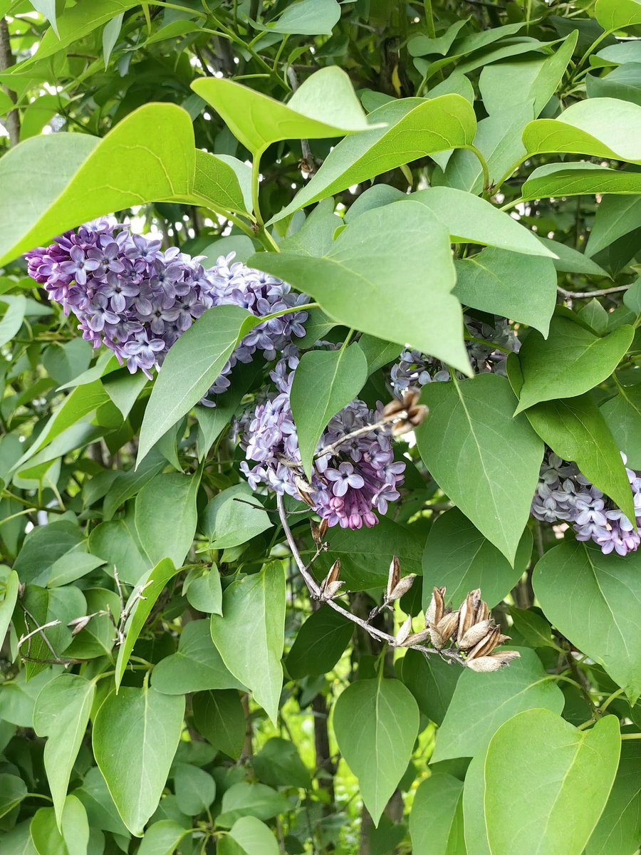 Purple, violet and light violet lilac flowers and some are already faded despite the cold and cloudy, and lately often rainy weather. My photos on a walk around in neighbourhood today. Syringa vulgaris plants. Łódź. #photography #nature #NaturePhotography #trees 📷🌿🌸😊🧡💜💚