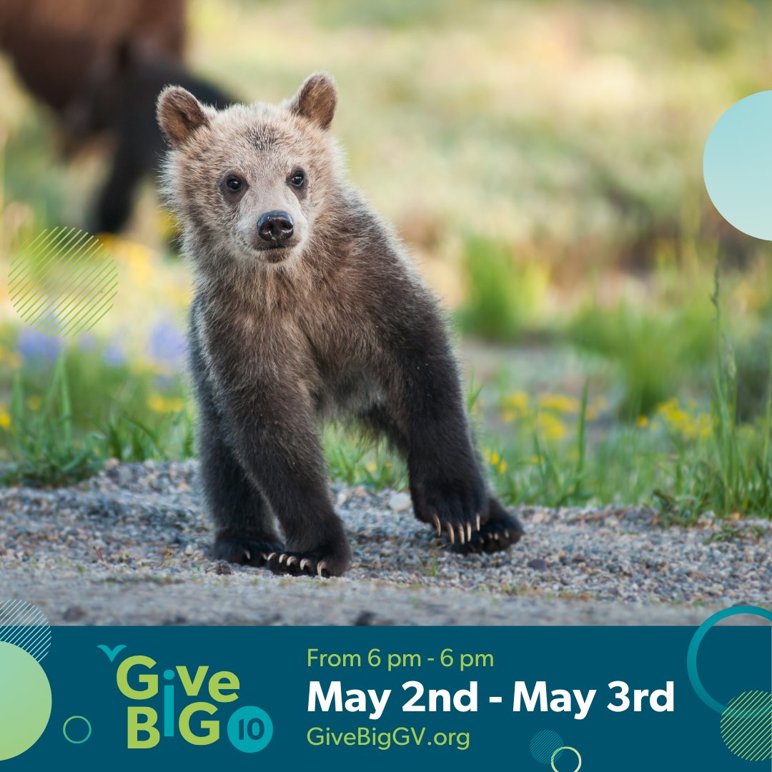 It’s almost time for one of the biggest giving days of the year: Give Big Gallatin Valley! When you donate to GYC during #GiveBigGV, you can DOUBLE your impact for this remarkable ecosystem with up to $10,000 in matching funds. Mark your calendar for May 2-3!