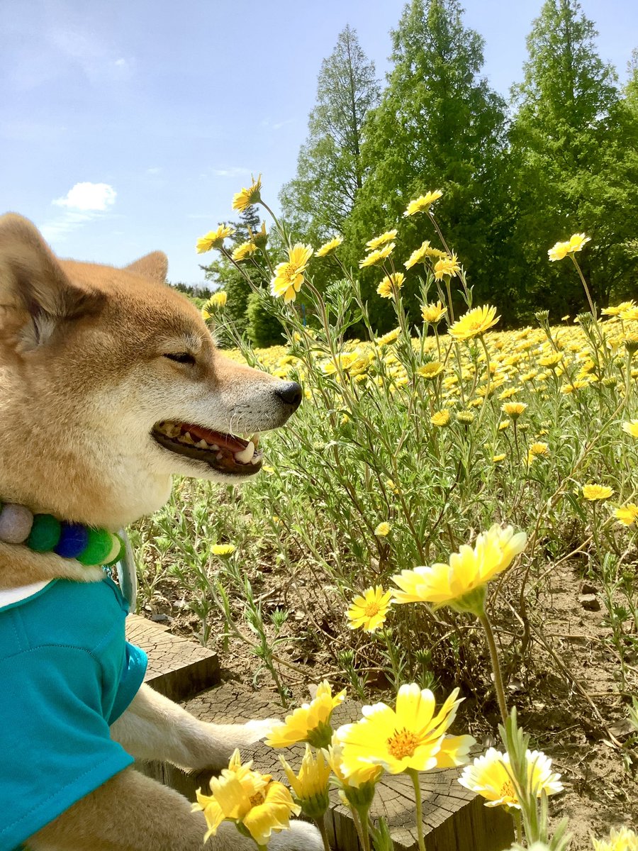 おはワン🌼💛🐕
#おはよう日本