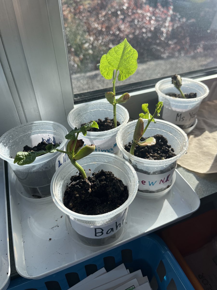 MsYanes_'s tweet photo. Happy Earth Day! 🌎 We went on a nature walk today to observe and cherish nature we have right outside our school! We also saw how our plants grew so much over the weekend! 🌱 #EarthDay2024 https://t.co/gavOKoxyLt