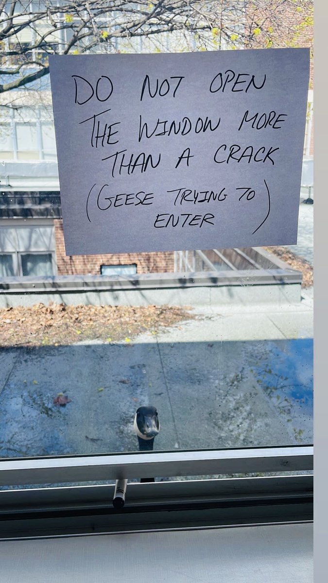 LOCAL GOOSE STEALS WINDOW MARKER, COMMITS ACTS OF VANDALISM
