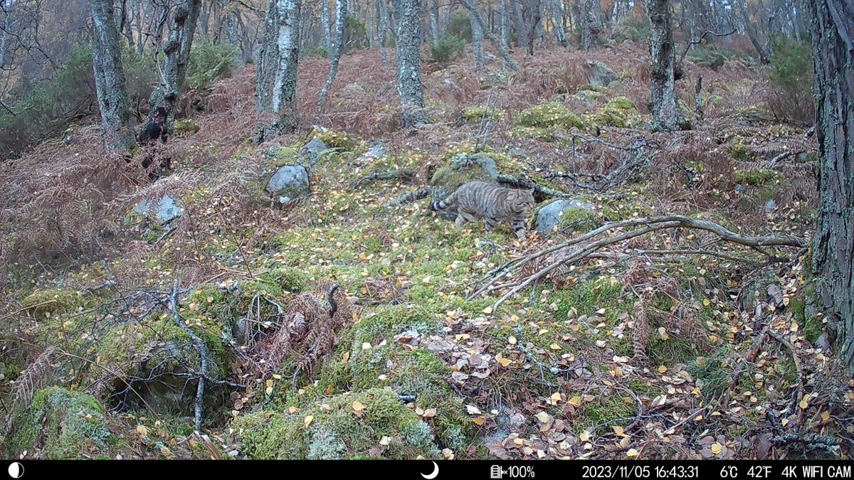 Great to see the story of 'Willie' the Wildcat from <a href="/SaveOurWildcats/">Saving Wildcats (#SWAforLIFE)</a> working his way east down Deeside, #Cairngorms. He's now into the territory of animals like this, a beautiful looking cat we caught on our fab <a href="/onestopnature/">One Stop Nature Shop</a> camera trap also hunting rabbits #NationalMammalWeek