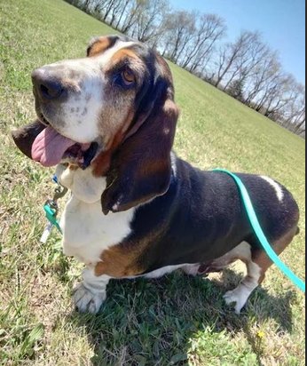 Aarrhhoooo! Sade is a 6yr old #Basset who had been a breeding dog most of her life. She's good with other dogs & kids, and will be ready for #Adoption soon. 

Watch bassetrescue.org/homeless for updates on this sweet gal!

#AdoptDontShop #BassetHound #RESCUE