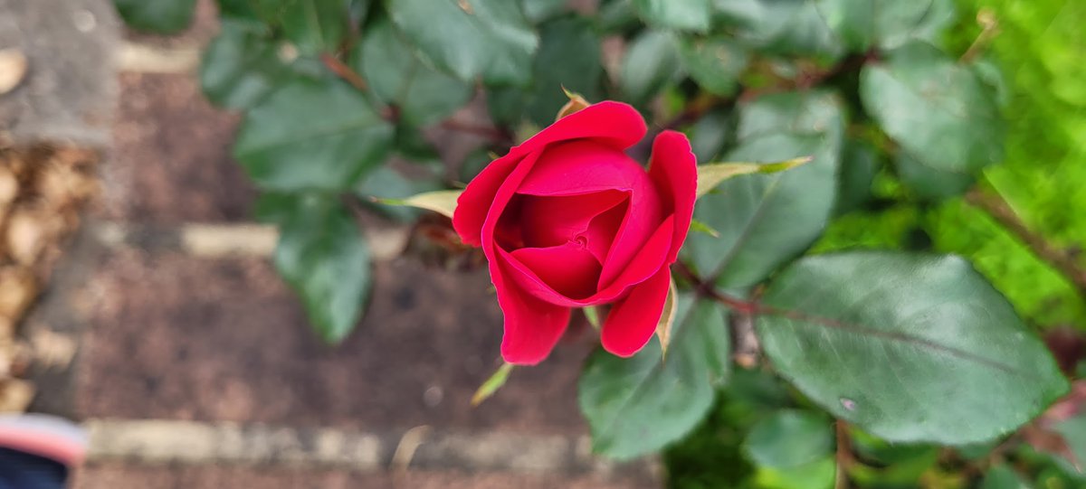 jmwillett's tweet photo. The roses have started blooming. https://t.co/L58BjGJ8ua