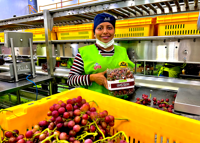 Good-quality spring table grapes now are arriving from Mexico’s Jalisco growing area, and U.S. grape shipments from California’s Coachella Valley should get started in May. loom.ly/t8Rr6ic