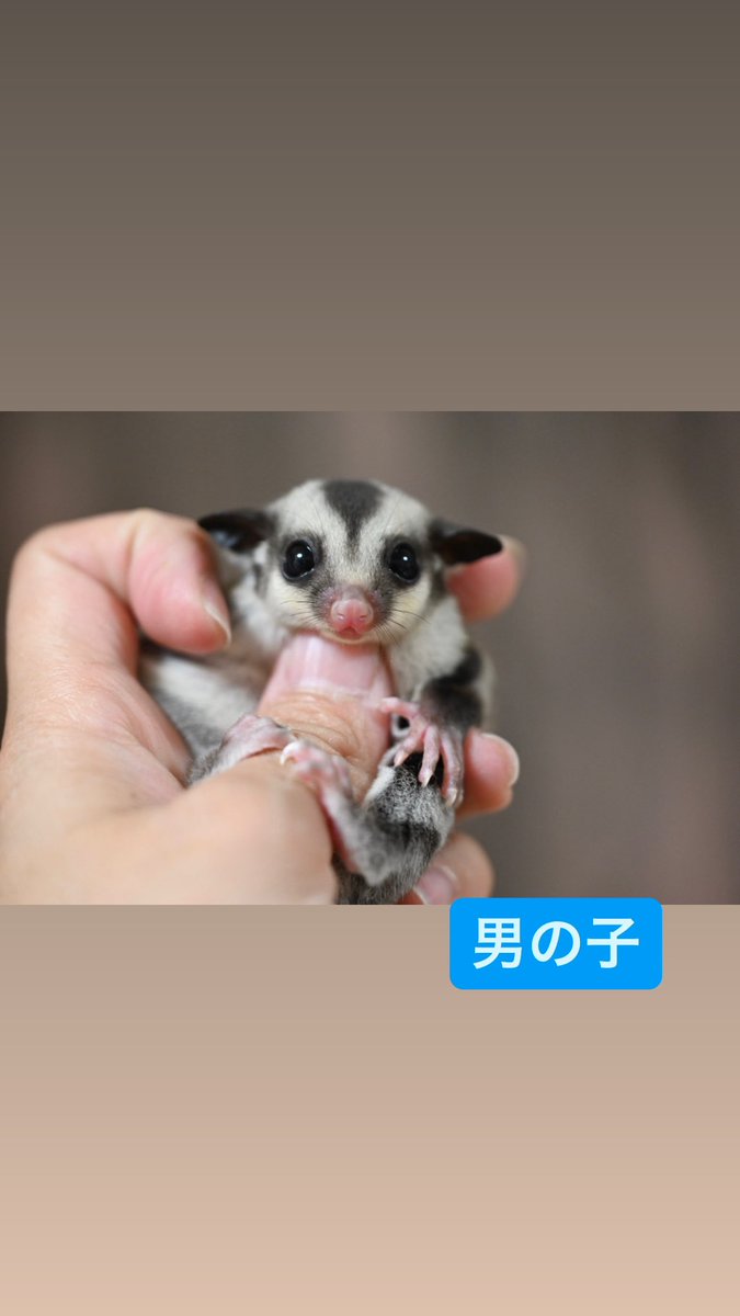 Berry01936253's tweet photo. ノーマルヘテロプラチナくん💙
ご家族様募集中です✨

¥13000

#ご家族様募集中#モモンガブリーダー#Berryモモンガ#阿南市 https://t.co/1jwIauuo9M