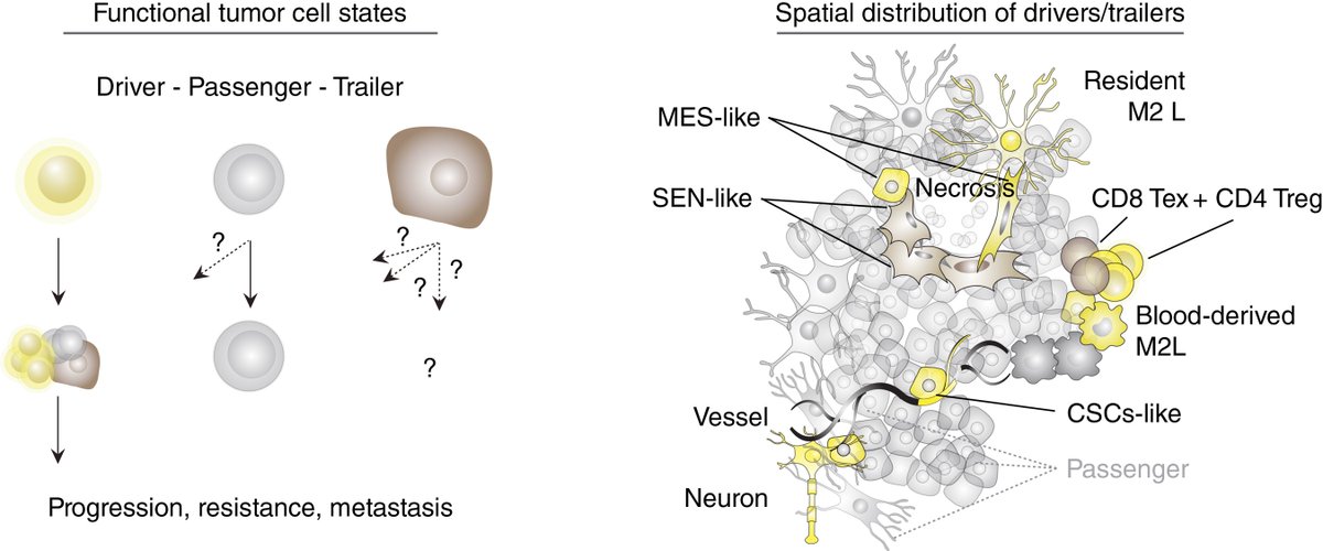 Read a Special Commentary from the April issue— Cell States in Cancer: Drivers, Passengers, and Trailers, by @ggargiul_2020, Michela Serresi, and @lab_marine. bit.ly/3Uxj3V6 @MDC_Berlin @KU-Leuven @VIB_CCB