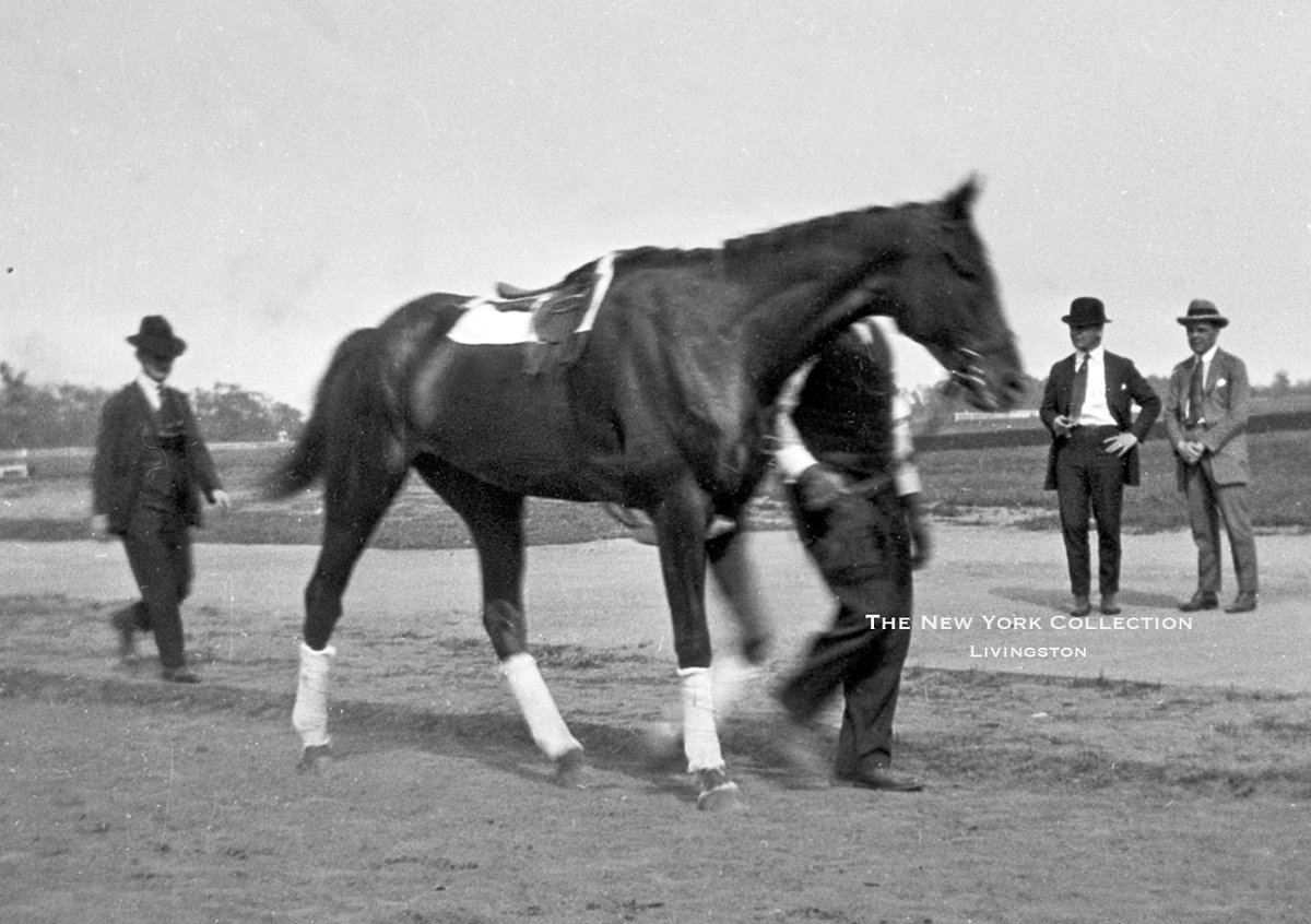 EXTERMINATOR, 1918 Kentucky Derby champion, and eventual Hall of Famer At Belmont on the day of his Autumn Gold Cup Handicap win 9-16-1921 (unknown photographer)
