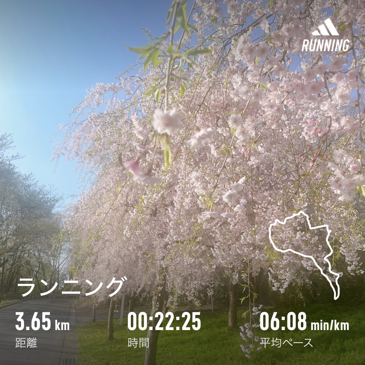 paruru1611's tweet photo. 休日朝ラン🏃‍♂️一つ森公園枝垂れ桜🌸 https://t.co/JIS2u2IdYD