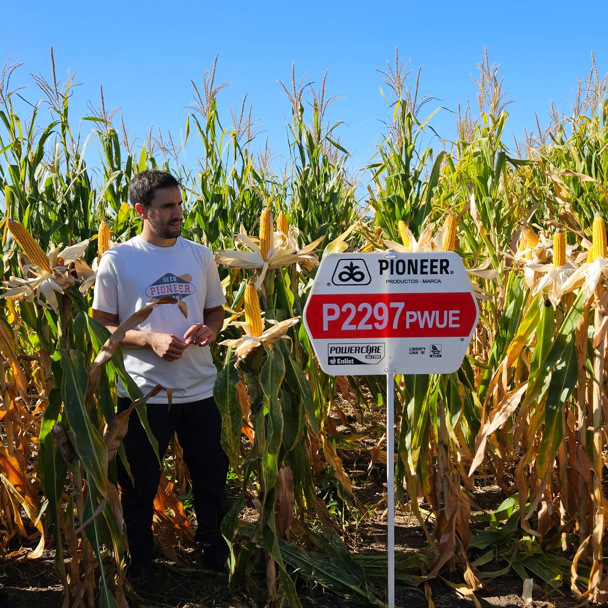 #FieldDay Necochea💪 Pudimos ver los híbridos y variedades #Pioneer, hablar sobre las herramientas del #SistemaEnlist para ambos cultivos y pasar por la estación #Stoller para ver los ensayos de las soluciones fertilizantes que tienen en su portfolio, donde se ecuentra #UtrishaN