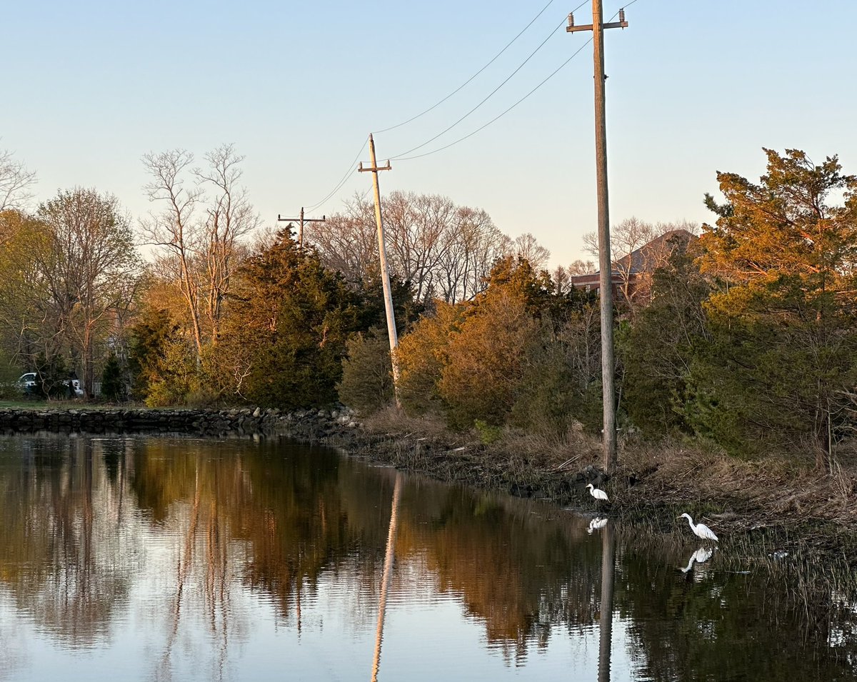 two utility poles reflected in the old mill’s tidal pond but, so too were two egrets — set still in the glow