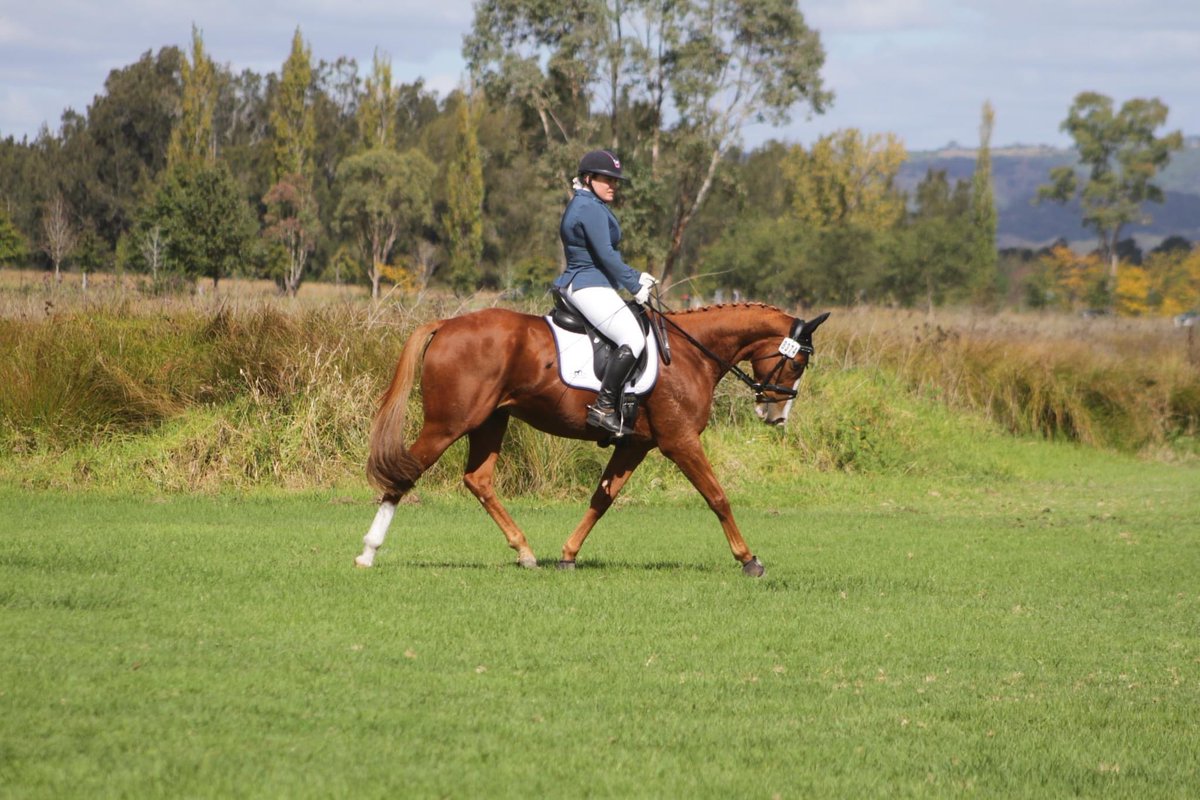 SP Royalty Boy, AKA former JJR galloper Burnt Patch, in action at Camden Dressage with new owner Emily Kendall. They scored 66% in 1:1 and picked up 2nd place and 66.6% in 1:2 for 4th 👏 #exracehorse #lifeafterracing