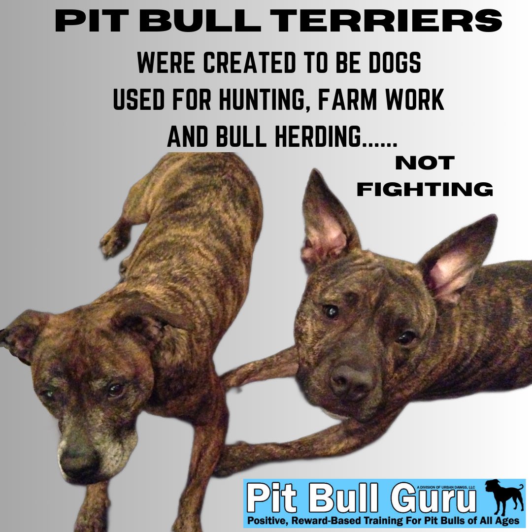 Pit Bull Guru tweet media