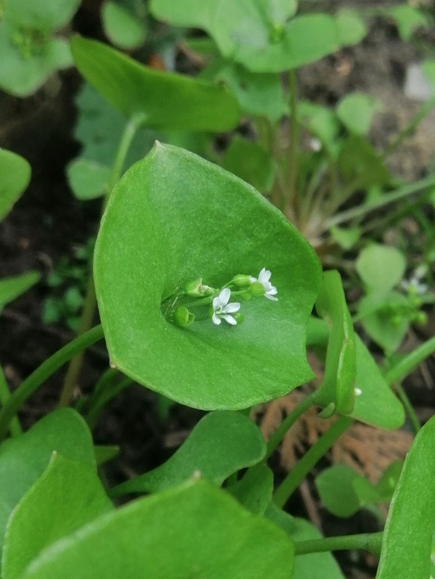 Springbeauty (Claytonia perfoliata), a surprise discovery by the pond at the former Springfield Mill, Maidstone. Philp's New Atlas references records from only 4 tetrads in Kent for this very local plant.🐸@KentFieldClub @KentWildlife @Love_plants @BSBIbotany @Redrow @maidstonebc