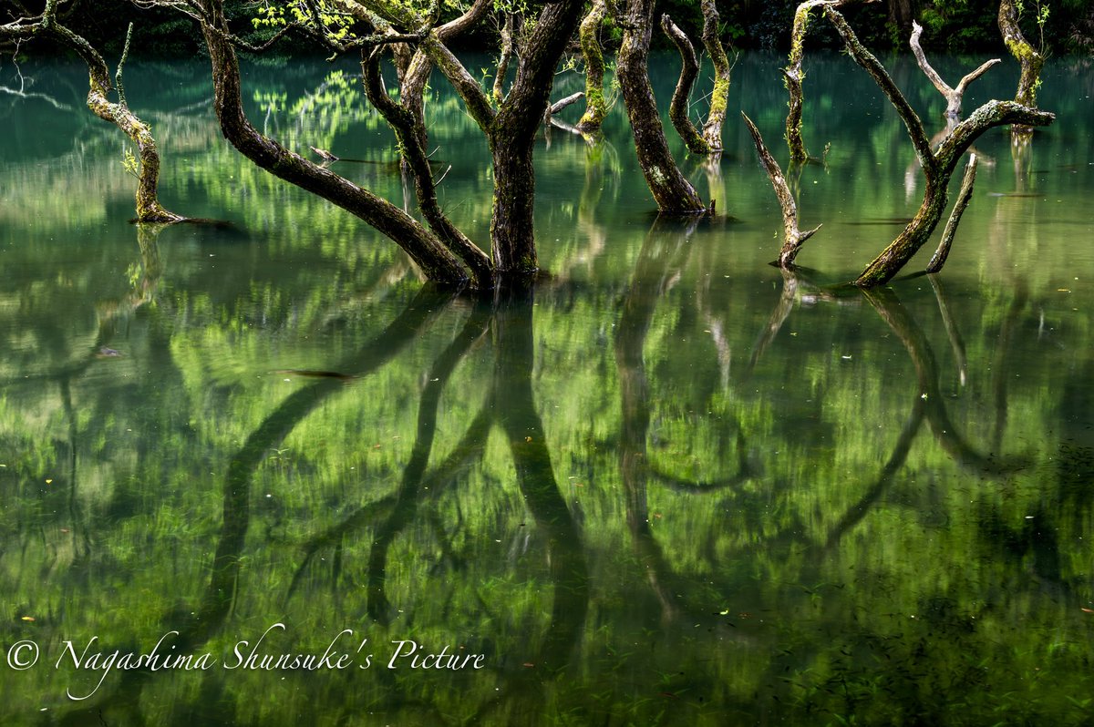 新緑
#新緑 #池 #九州 #木 #kani_filter #Leofoto #写真好きな人と繫がりたい #ファインダー越しの私の世界 #福岡県