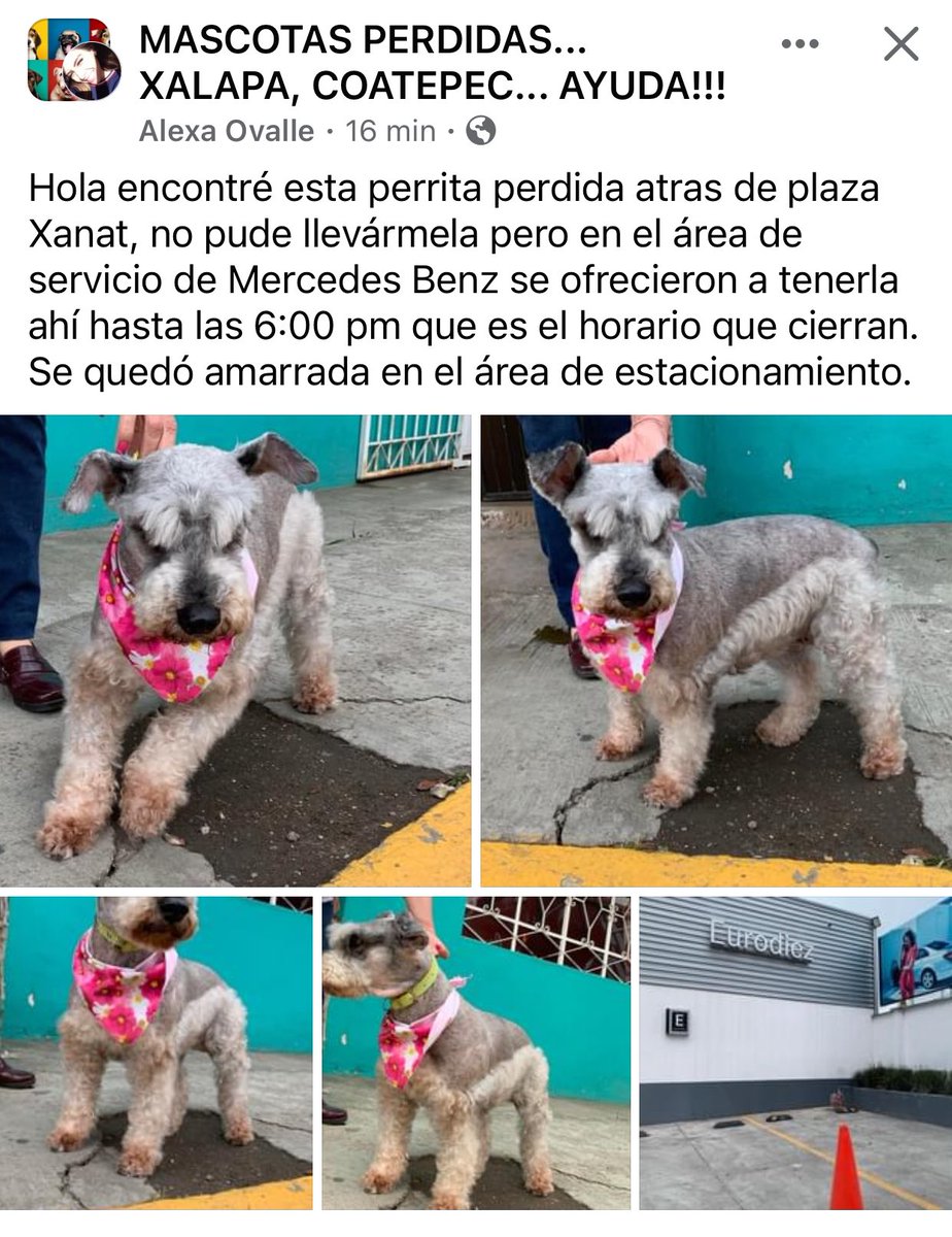 RT🐶 #Xalapa @AbelMucino @PacoDizfinck @EvaVarona_ @pilykuera @Corintiacruz @aasullegna @VialidadXalapa @RoxanaAAT @mayteponm @mageba04 @anicienta_6 @daliaperezc @tierraverde1943 @sara_juarez @camellinlove @marydebeck @penelopemoncayo @Mtra_Shaira @Ydlan @fherciencias @rociosaiz