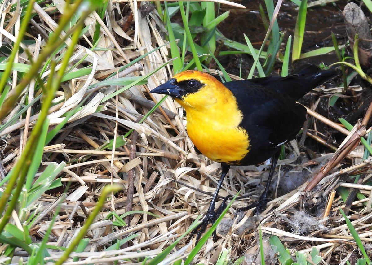 Thrilled to see a male Yellow-headed Blackbird today! Burnaby, BC, Canada is a bit out of the normal range so we are always happy when 1 shows up!