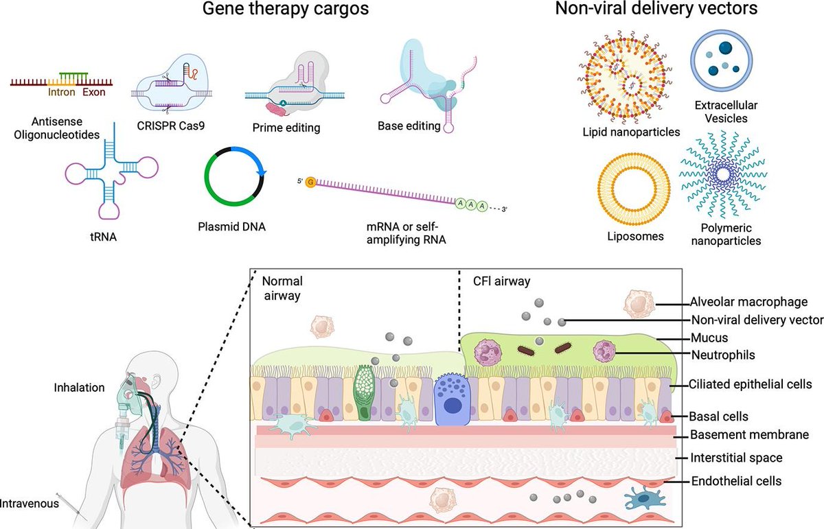 ADDR 50 days' free access: A New Era of Targeting Cystic Fibrosis with Non-Viral Delivery of Genomic Medicines. By Gaurav Sahay & coworkers @OSUPharmacy @sahayg1 #GeneDelivery #GeneEditing #CysticFibrosis authors.elsevier.com/a/1ixuf,3sXTmT…
