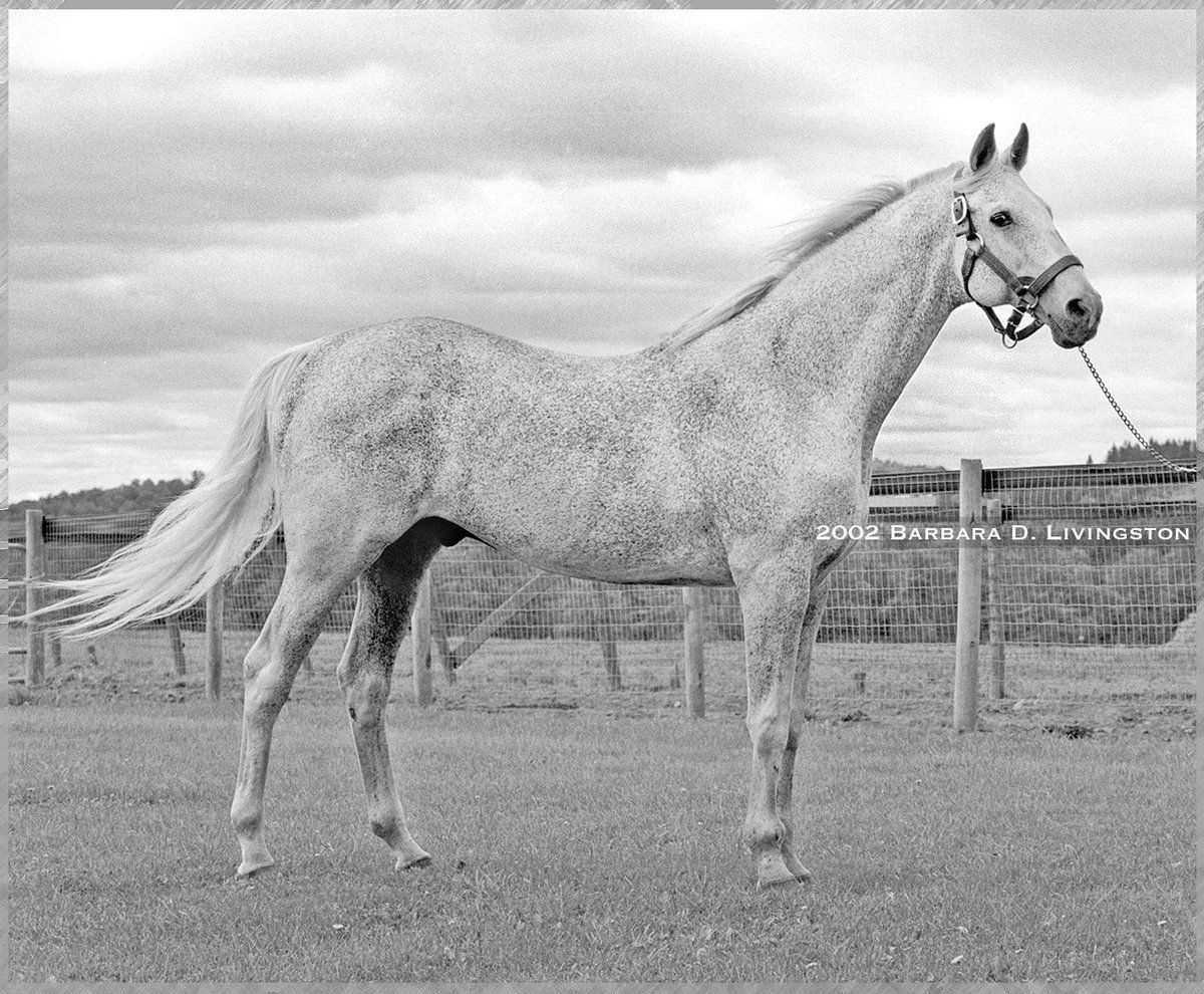 This Kentucky Derby winner was pretty good! SPECTACULAR BID won the 1979 Kentucky Derby, and 26 of 30 starts. 13 wins came in G1s. This shows SPECTACULAR BID at his Milfer Farm home in Unadilla, NY, Aug. 2002. He was 26. Bid died the next summer and was buried near this spot.