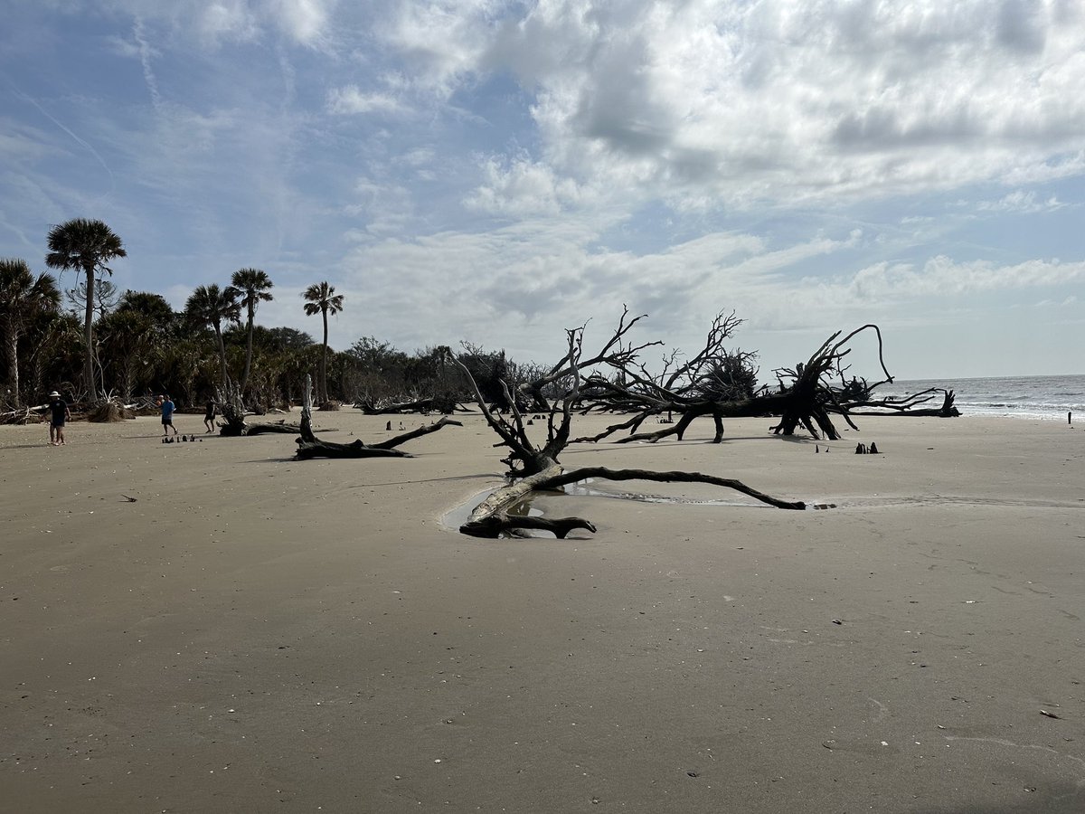 @bernabephoto Botany Bay, Edisto Island, SC.  This is one of my favorite places. #EarthDay2024