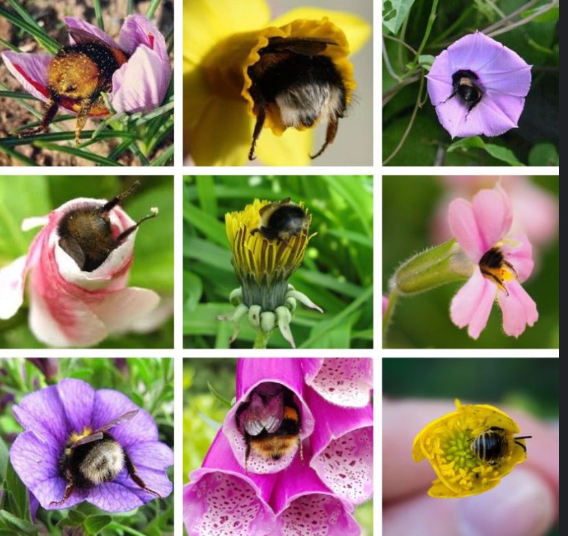 @darktwistturtle just for fun google bumble bees sleeping in flowers .. their little pollen covered bumble butts are so cute it’ll warm your heart 🖤💛

#EarthDay #EarthDay2024