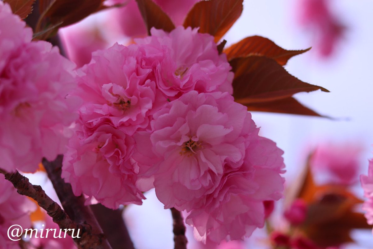 𝔾𝕠𝕠𝕕 𝕄𝕠𝕣𝕟𝕚𝕟𝕘 ☀︎*.｡
逆さハートの八重桜🌸

                                       ෆ.*･ﾟ

 #桜
  #Cherryblossoms