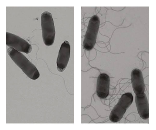 Insights from the #NICHD Storz Lab shed light on the role of small RNAs in posttranscriptional regulation. Learn about how small RNAs control flagella synthesis in bacteria: go.nih.gov/SVKafX7. @IRPatNIH #NICHDimpact